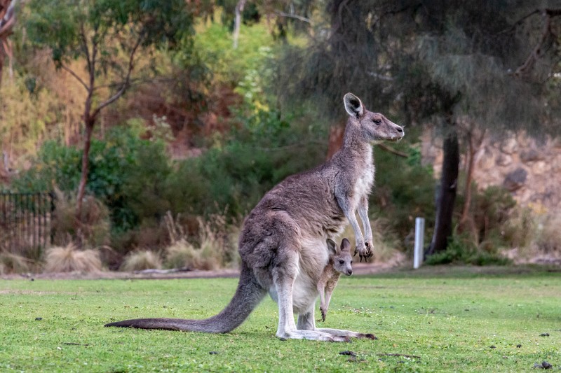 Känguru im öffentlichen Park in Australien