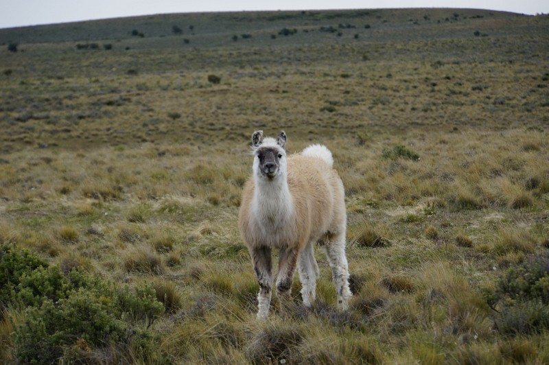Alpaca Chile