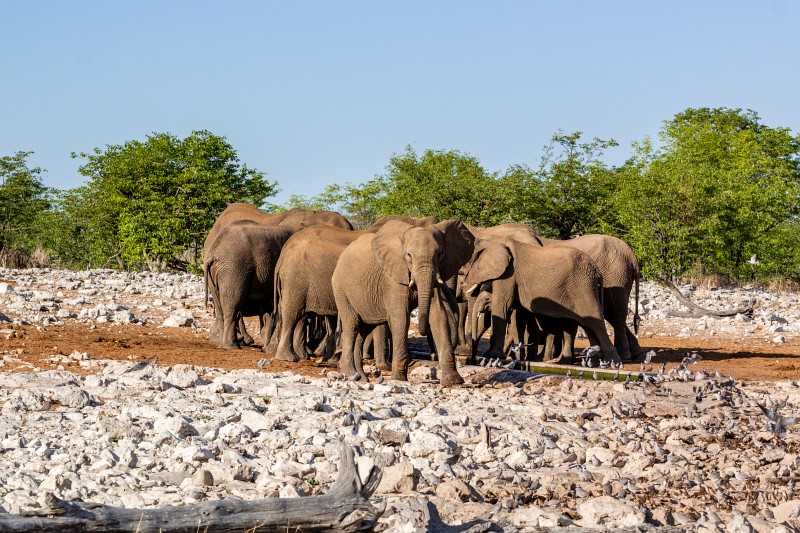 Elefanten im Etosha Nationalpark in Namibia