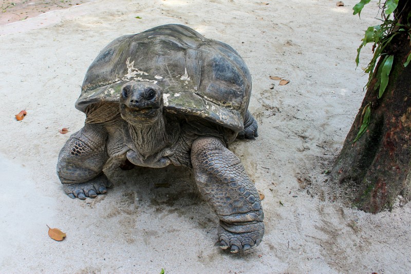 Schildkröte Singapur Zoo